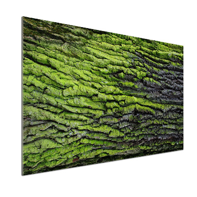 Panel dekor szkło Kora drzewa