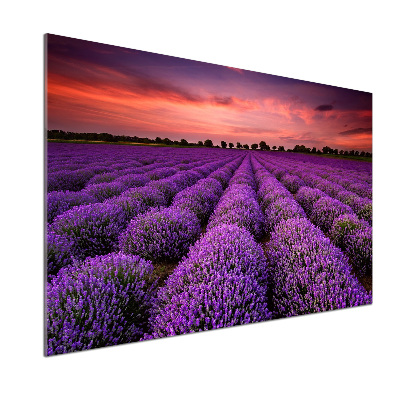 Panel dekor szkło Pole lawendy