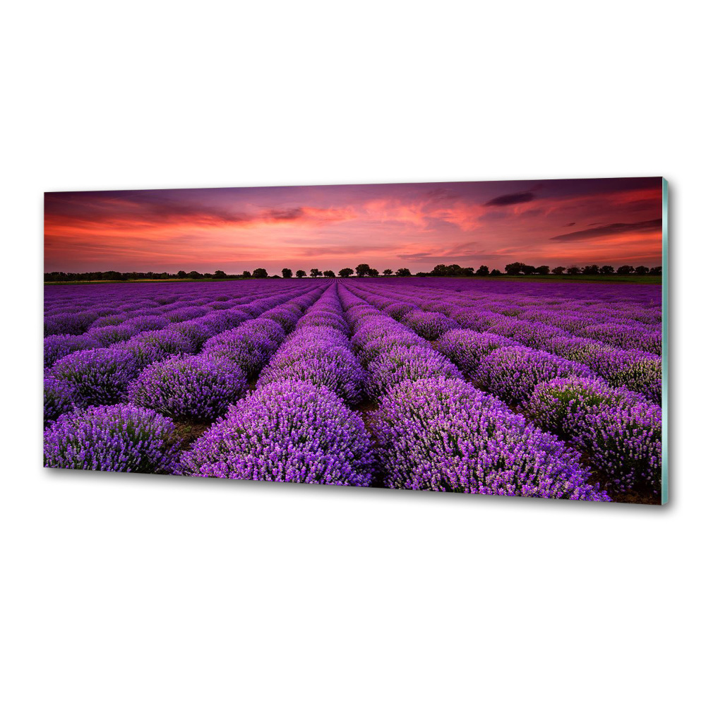 Panel dekor szkło Pole lawendy