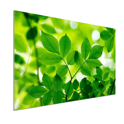 Panel do kuchni Zielone liście