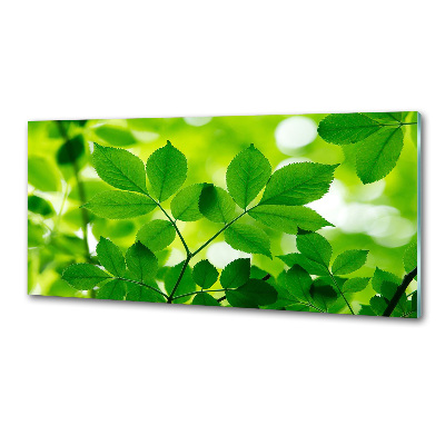 Panel do kuchni Zielone liście