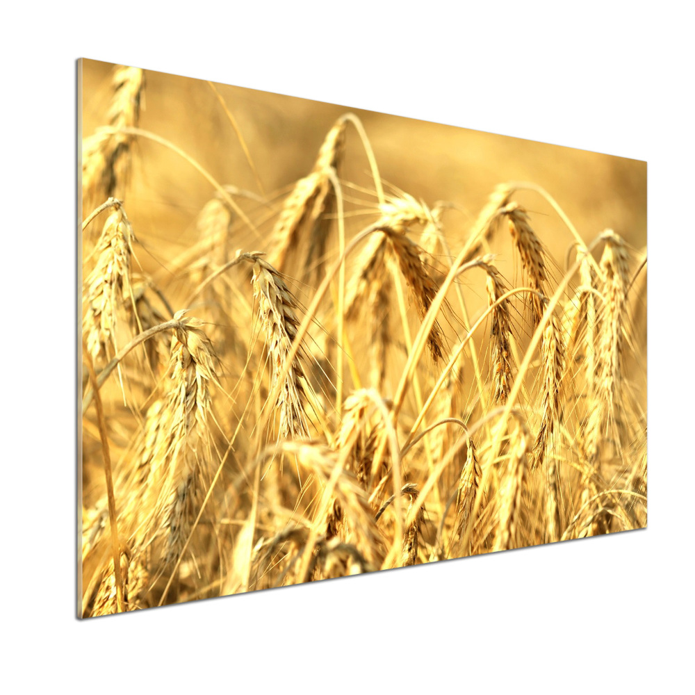 Panel szklany do kuchni Zboże