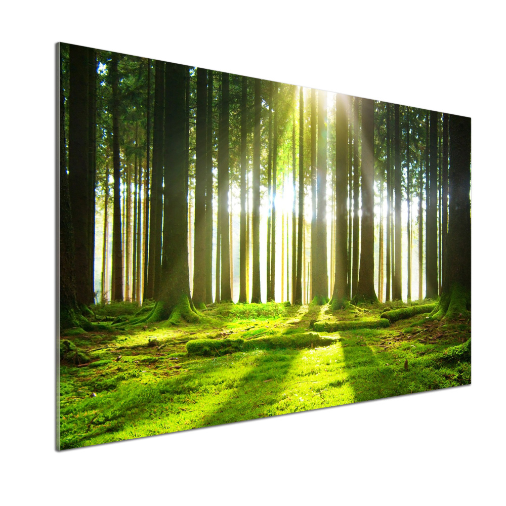 Panel dekor szkło Las w słońcu