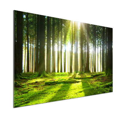 Panel dekor szkło Las w słońcu