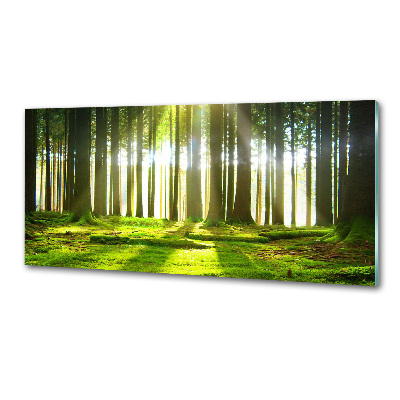 Panel dekor szkło Las w słońcu