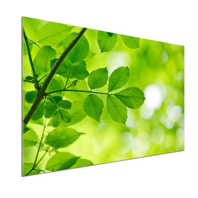 Panel do kuchni Zielone liście