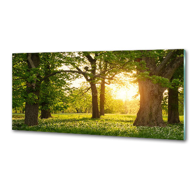 Panel do kuchni Drzewa w parku