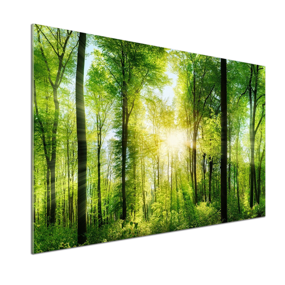 Panel dekor szkło Las w słońcu