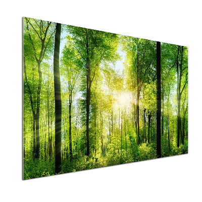 Panel dekor szkło Las w słońcu