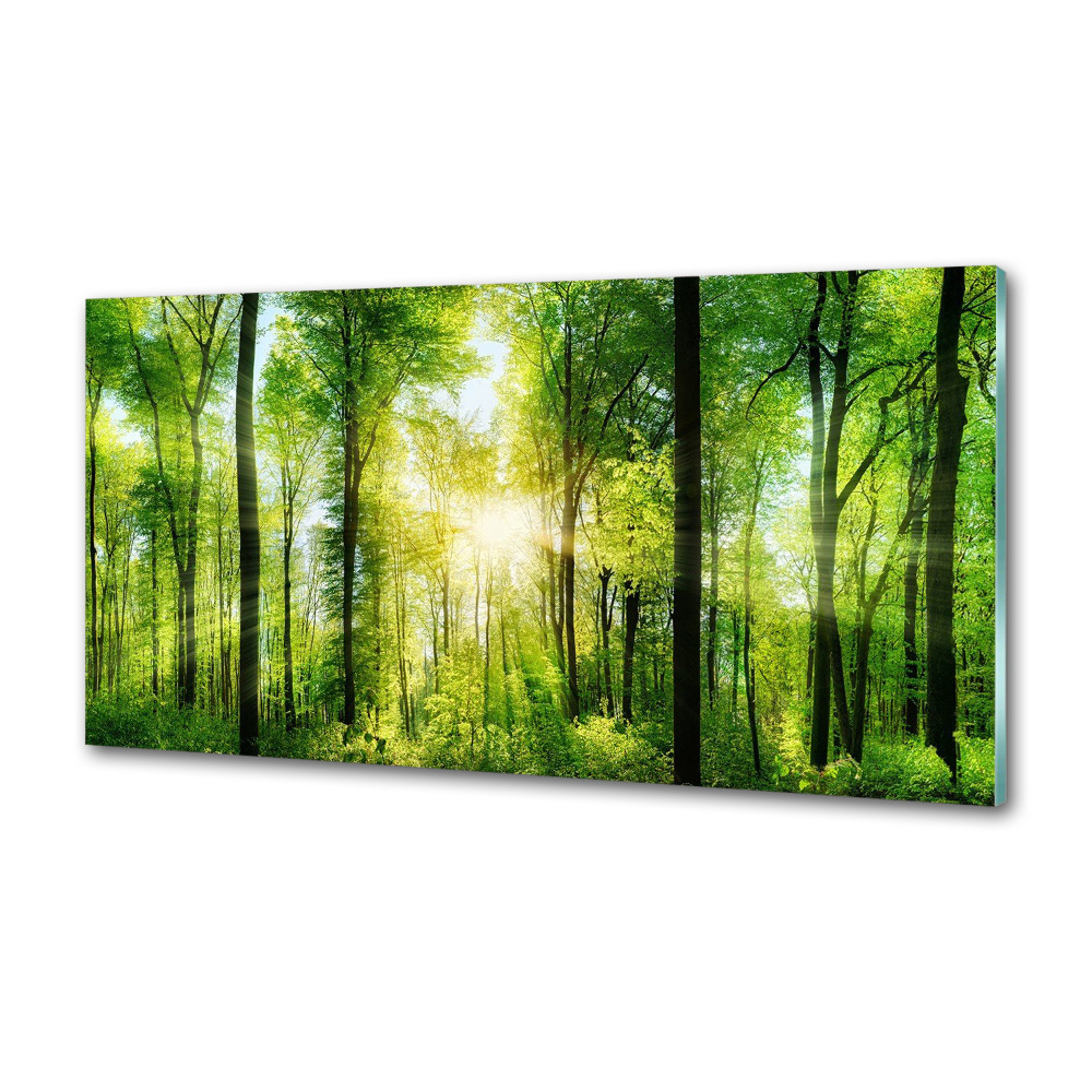 Panel dekor szkło Las w słońcu