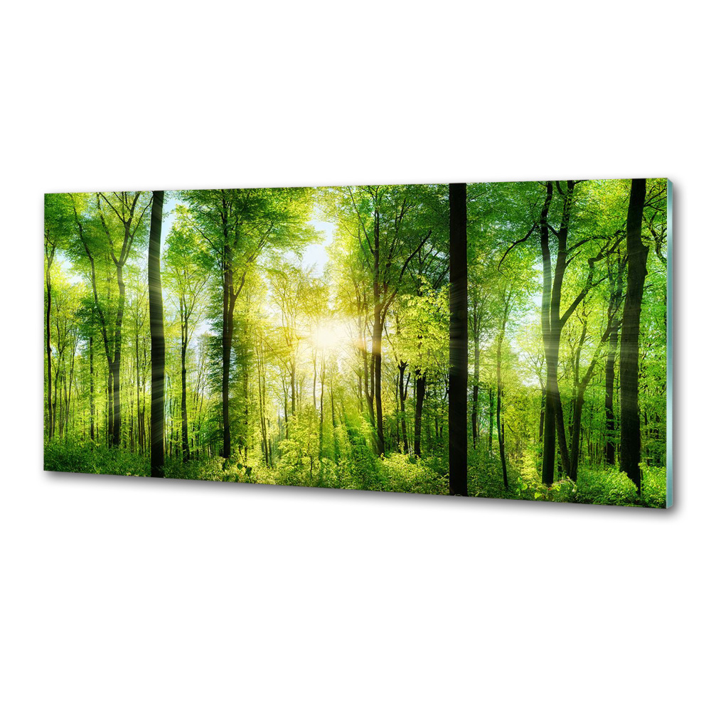 Panel dekor szkło Las w słońcu