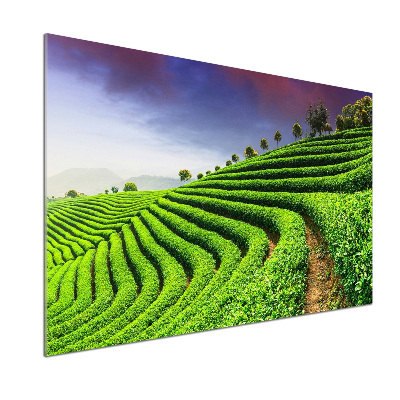 Panel do kuchni Plantacja herbaty