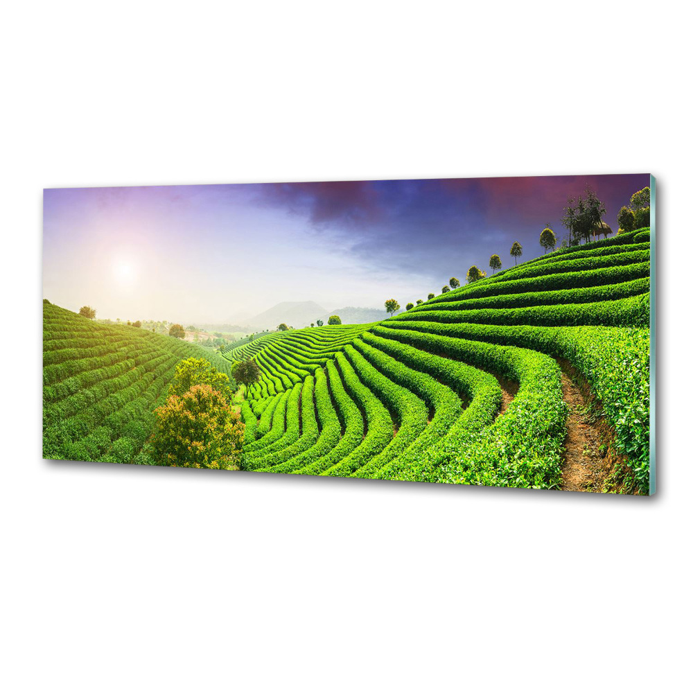 Panel do kuchni Plantacja herbaty