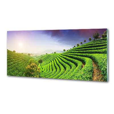 Panel do kuchni Plantacja herbaty