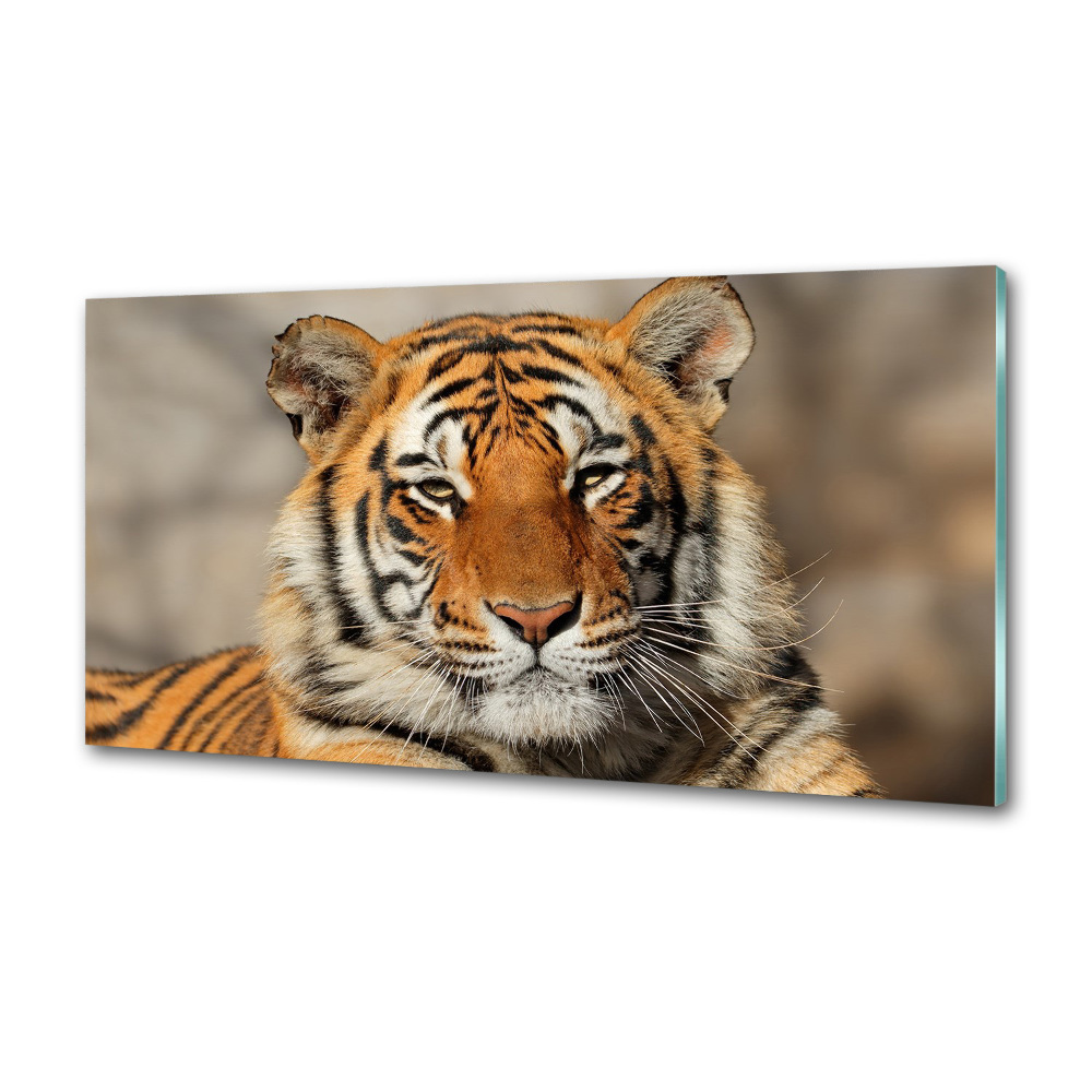 Panel do kuchni Tygrys bengalski