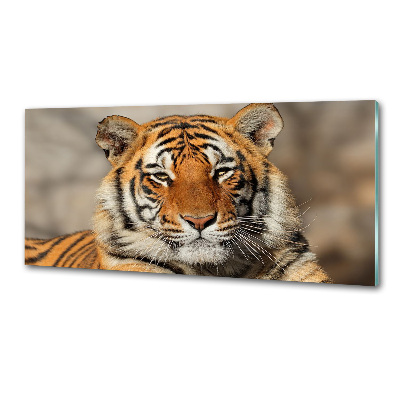 Panel do kuchni Tygrys bengalski