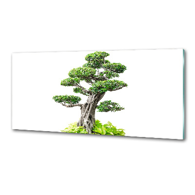 Panel do kuchni Drzewo bonsai