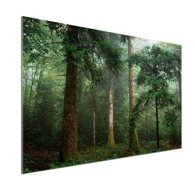 Panel dekor szkło Mgła w lesie