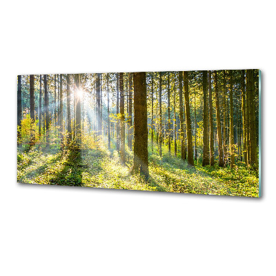 Panel dekor szkło Las w słońcu